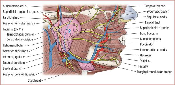 thumbs/Parotid Region.jpeg.jpg